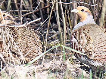 Seltener Anblick in freier Natur: ein Rebhuhnpaar Foto: Ökologische Bildungsstätte Oberfranken
