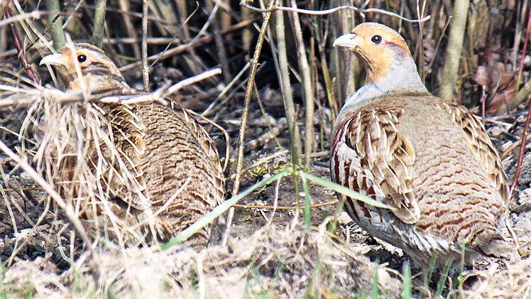 Seltener Anblick in freier Natur: ein Rebhuhnpaar Foto: Ökologische Bildungsstätte Oberfranken