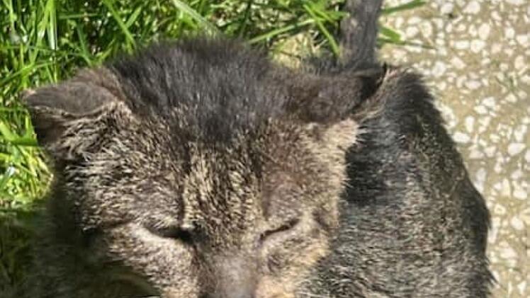 Tierheim Pfaffengrün mit rührender Kater-Geschichte - " meinte, da ist nichts mehr zu machen"