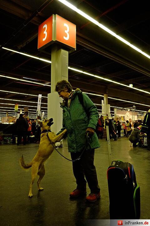 43. Internationale Rassehundeausstellung (Cacib) in Nürnberg