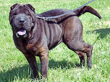 Wenn Mora Vertrauen zu einem Fremden gefunden hat, ist sie eine anh&auml;ngliche Freundin. Foto: privat