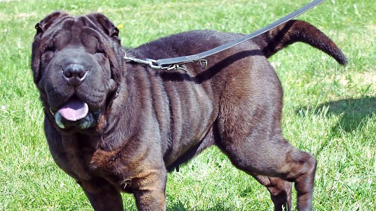Wenn Mora Vertrauen zu einem Fremden gefunden hat, ist sie eine anh&auml;ngliche Freundin. Foto: privat