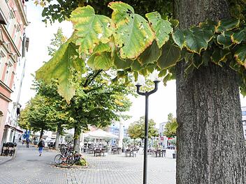 Die zwei Linden am nördlichen Ende des Paradeplatzes werden gefällt, weil eine Verpflanzung zu teuer kommt.  Foto: Barbara Herbst
