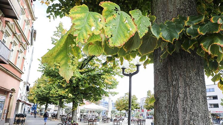 Die zwei Linden am nördlichen Ende des Paradeplatzes werden gefällt, weil eine Verpflanzung zu teuer kommt.  Foto: Barbara Herbst