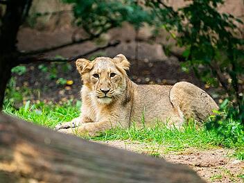 Tiergarten Nürnberg muss Abschied von Löwen-Nachwuchs nehmen