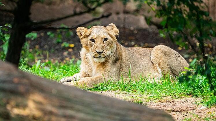 Tiergarten Nürnberg muss Abschied von Löwen-Nachwuchs nehmen