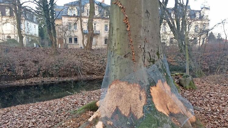 Das Bild zeigt Bissschäden an einer Starkbuche im Hain. Laut Stadt hat der Baum keine Chance zu überleben.