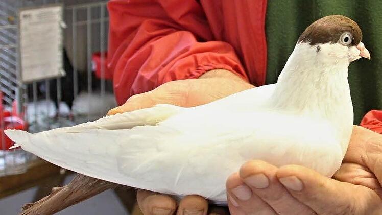 Rassige Tiere, wie siese Taube, konnten beid er Kleintierschau in Untermerzbach die Jury und die Besucher überzeugen.