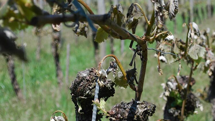 Das hat der Frost in den Zeiler Weinbergen Anfang Mai 2011 angerichtet: Eine einzige kalte Nacht ließ die jungen Triebe absterben. Foto: Günter Flegel