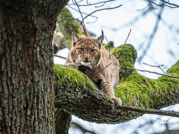 Nürnberg: "Nach fast drei Jahren" - Luchs-Weibchen Desari kehrt in den Tiergarten zurück