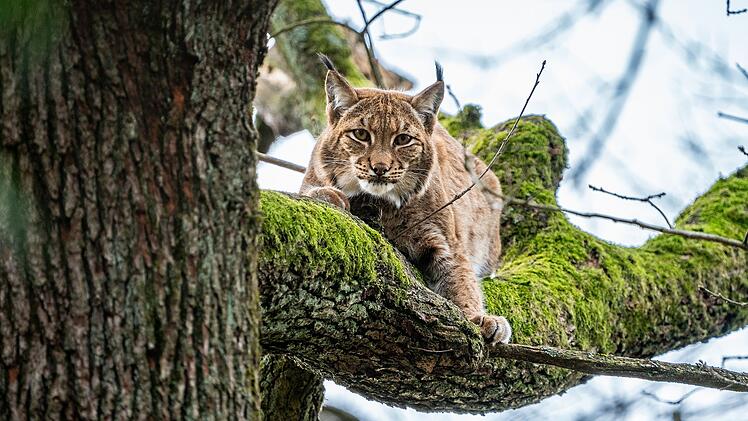 Nürnberg: "Nach fast drei Jahren" - Luchs-Weibchen Desari kehrt in den Tiergarten zurück