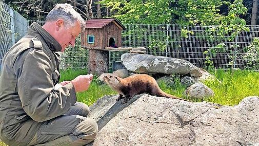 Die Wassermarder im Tierpark Mehlmeisel genie&szlig;en kleine Aufmerksamkeiten.