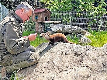 Die Wassermarder im Tierpark Mehlmeisel genie&szlig;en kleine Aufmerksamkeiten.