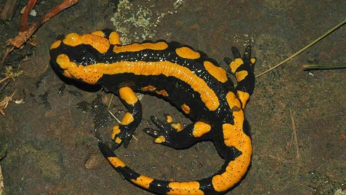Feuersalamander scheiden ihre Giftstoffe &uuml;ber die Ohrdr&uuml;sen und die Dr&uuml;senleisten auf der R&uuml;ckenseite aus.