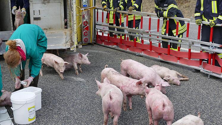 Nordhausen: Ferkel sind nach einem Unfall mit einem umgekippten Viehtransporter mit etwa 700 Ferkeln auf der A38 zu sehen. Nach Angaben der Polizeiinspektion Nordhausen wurde die Autobahn am Dienstag in Fahrtrichtung Göttingen gesperrt. Foto: Gregor Mühlhaus/dpa