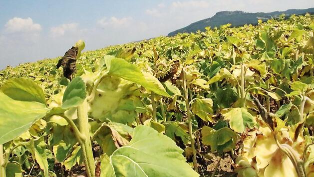 Die Sonnenblumen lassen bei so viel Hitze und Trockenheit die K&ouml;pfe h&auml;ngen - sie sind teilweise braun und verdorrt, genau wie die Ernte einiger Landwirte. Foto: Matthias Einwag