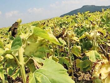 Die Sonnenblumen lassen bei so viel Hitze und Trockenheit die Köpfe hängen - sie sind teilweise braun und verdorrt, genau wie die Ernte einiger Landwirte. Foto: Matthias Einwag