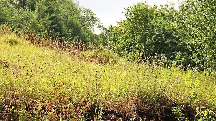 Naturbelassen und ungedüngt: So entsteht eine artenreiche Flora und Fauna.