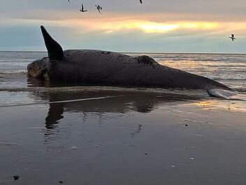 Dutzende toter Jungwale in Patagonien an Land gesp&uuml;lt