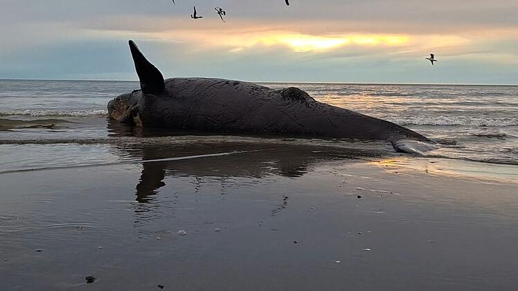 Dutzende toter Jungwale in Patagonien an Land gesp&uuml;lt
