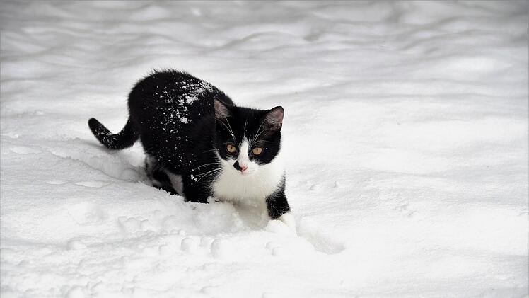 Tierheim Gunzenhausen: Katze ausgesetzt - aufmerksamer Zeuge merkte sich Kennzeichen