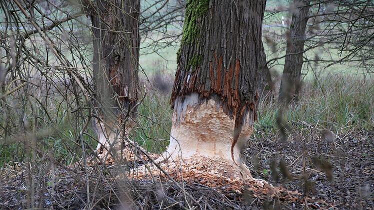 Bilder von der Teichanlage des ASV Hammelburg oberhalb von Obereschenbach. Foto: Ralf Ruppert