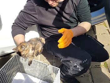 Tierheim Nürnberg: Katze "Hermine" wird zweimal an einem Tag gerettet - Besitzer gesucht