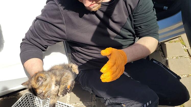 Tierheim Nürnberg: Katze "Hermine" wird zweimal an einem Tag gerettet - Besitzer gesucht
