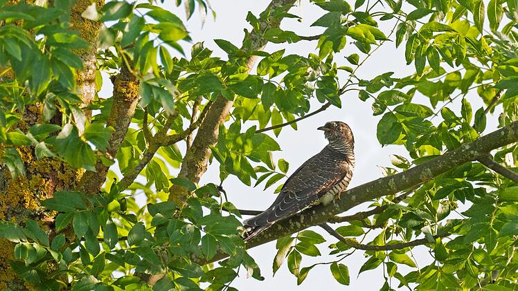 Naturkl&auml;nge aus heimischen W&auml;ldern wirken besonders erholsam