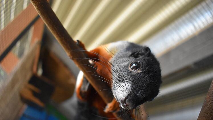 Die Tiervielfalt des Zoos in Hof ist riesig.