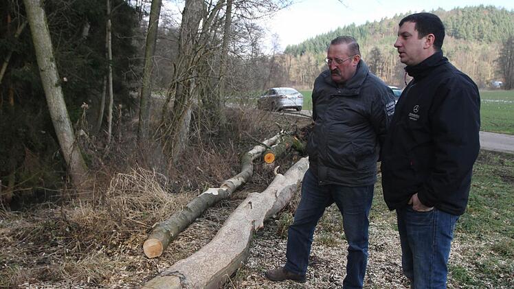 Grundstücks- und Waldbesitzer Fritz Scholl links) mit GR Christian Zehendner vor den stattlichen Bäumen, die vom Biber gefällt und geschält wurden. Foto: Geiling