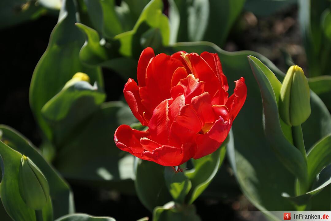 Blumen und mehr: Die Landegartenschau 2016 Bayreuth