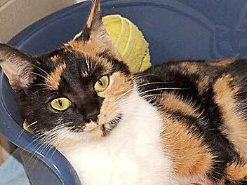 Chiquitita ist eine traumhafte Katze, die eine zweite Chance bei lieben Menschen sucht. Sie ist sehr anh&auml;nglich und schmust gern.