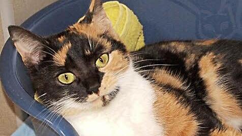 Chiquitita ist eine traumhafte Katze, die eine zweite Chance bei lieben Menschen sucht. Sie ist sehr anh&auml;nglich und schmust gern.