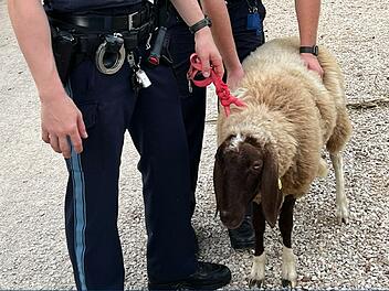 Herrenloses Schaf in Treuchtilingen