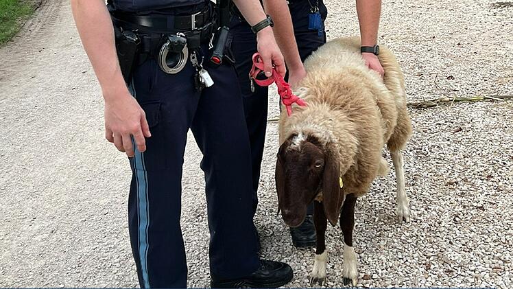 Herrenloses Schaf in Treuchtilingen