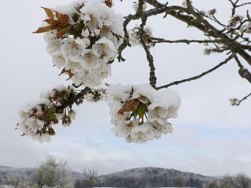 Obstbaumblüte und Schnee in der Fränkischen Schweiz  Foto: Barbara Herbst