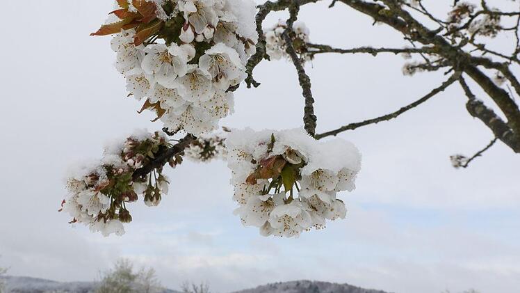 Obstbaumblüte und Schnee in der Fränkischen Schweiz  Foto: Barbara Herbst