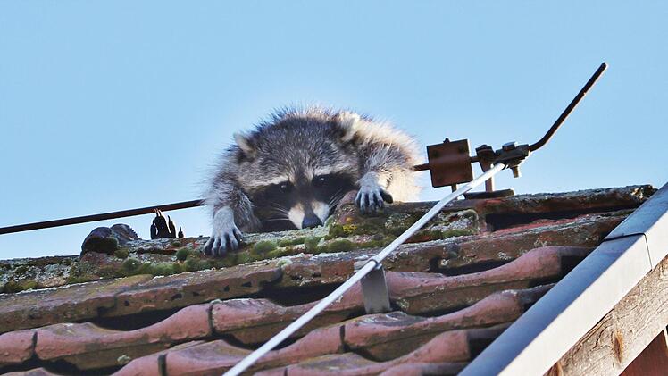 Waschbären sind gute Kletterer. Dieser hier ist allerdings am Blitzableiter eines Hauses hängengeblieben. Foto: Lermer/DSMG/dpa