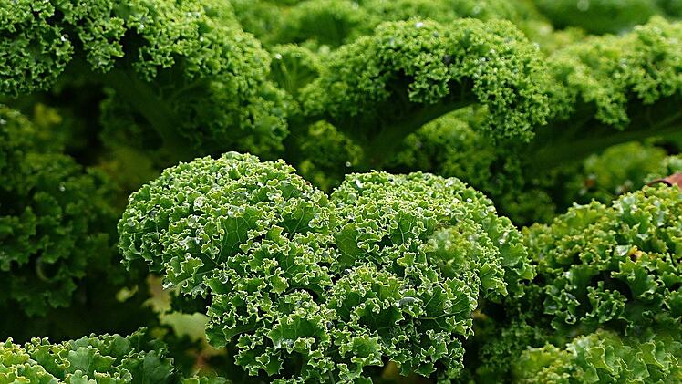 Grünkohl gilt als das "Fleisch" unter den Gemüsen.