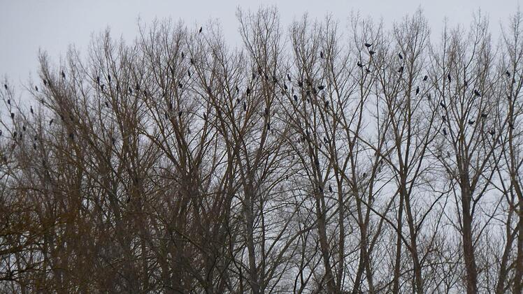 Drohende Gefahr: Hoch oben in den Bäumen lauern die Kormorane, aufgenommen im Februar 2013 gegenüber der "Schwarzenauer Grube" bei Gerlachshausen. Zu diesem Zeitpunkt durften die Vögel, die als gute Taucher und noch bessere Fischesser bekannt sind, schon nicht mehr geschossen werden. Foto: Fischereiverband Unterfranken.