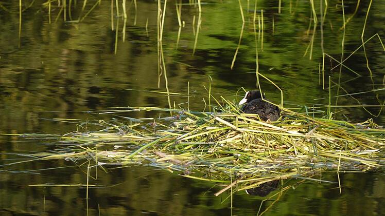 Brütendes Blässhuhn
