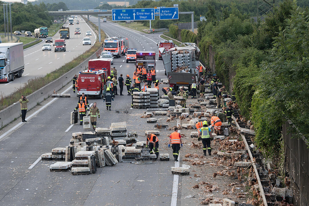 7 000 Hühner im Freilauf auf der Autobahn