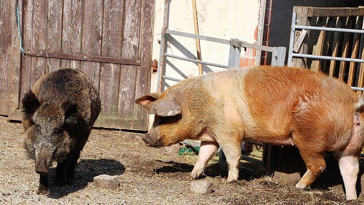 Wenn Renate ihr zu nahe kommt, nimmt Rosalie Reißaus. Fuchs