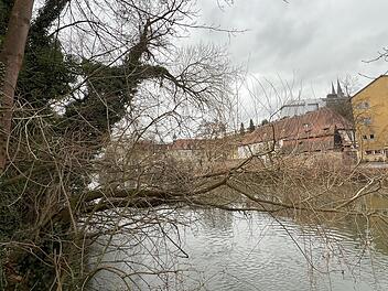 Bamberg: Fällung von schiefstehenden Weiden am Ufer - zur Sicherung der Schifffahrt