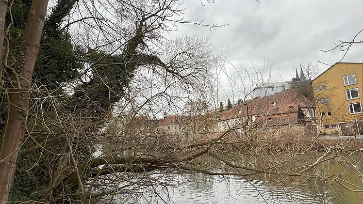 Bamberg: Fällung von schiefstehenden Weiden am Ufer - zur Sicherung der Schifffahrt