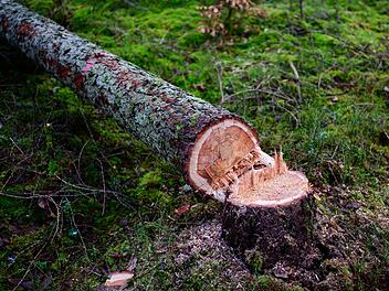 Motorsägekurse bei den Landesforsten