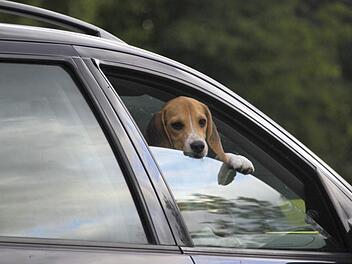 Schnauze im Fahrtwind. Foto: Josef Hofbauer