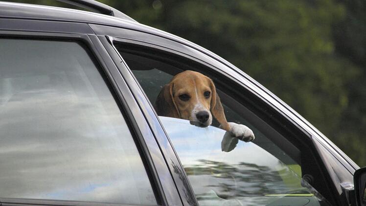 Schnauze im Fahrtwind. Foto: Josef Hofbauer