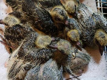 Das Tierheim N&uuml;rnberg peppelt die 31 Taubenk&uuml;ken auf, die &uuml;berlebt haben. Foto: Tierheim N&uuml;rnberg/dpa